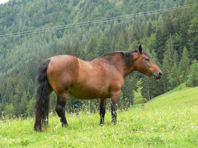 Kůň na pastvě pod Streuböden Alm