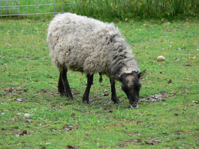 Suffolkská ovce