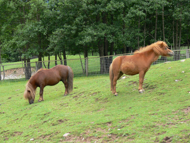 Shetlandsk pony