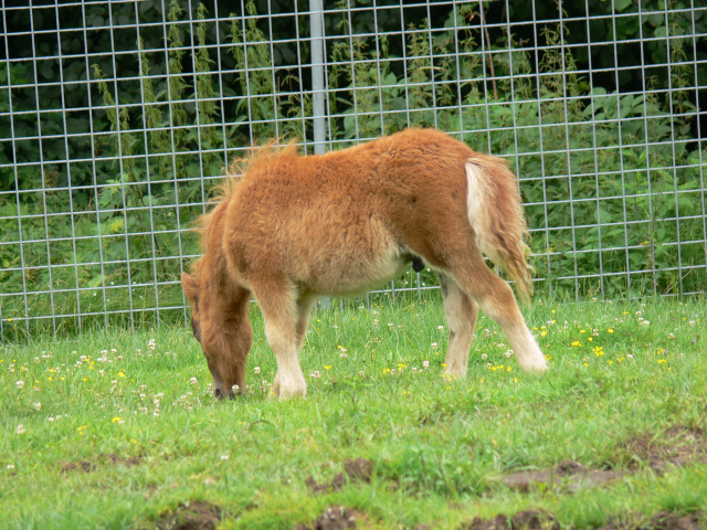 Shetlandsk pony