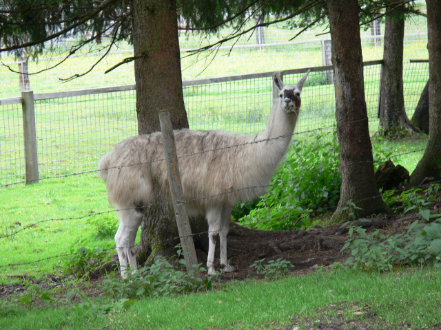 Lama krotk