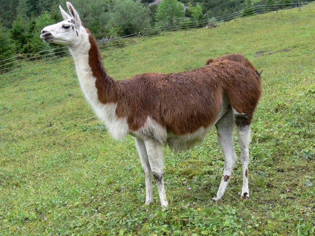 Lama