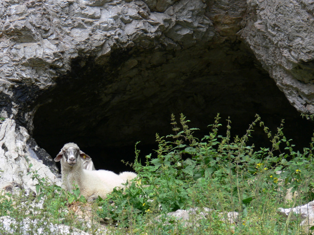 Ovce u jeskyně