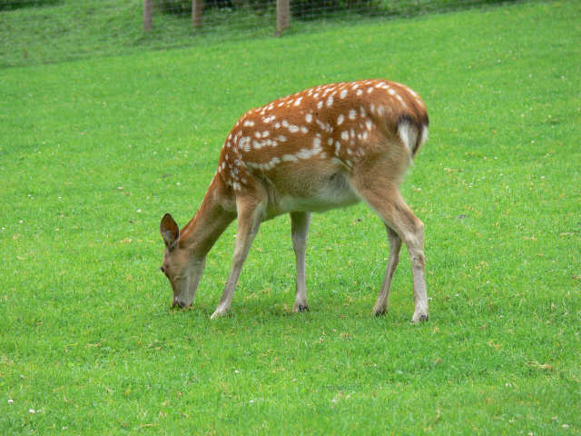 Samice jelena sika