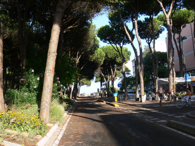 Viale dei Pini