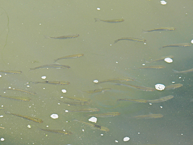 Ryby v Po di Levante