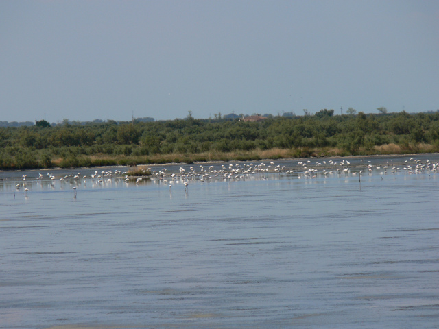 Volavky na Laguna Vallona