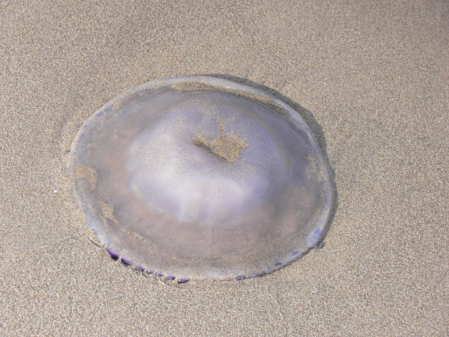 Medúza na pláži