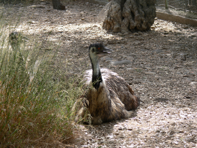 Emu hnd