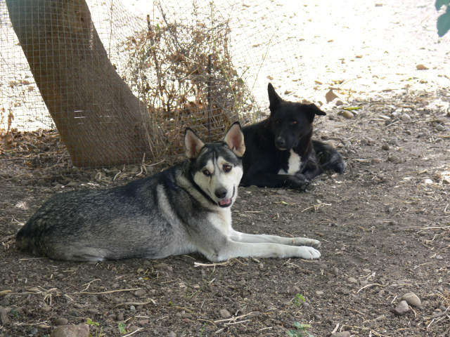 Sibisk husky