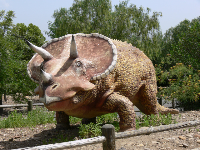 Triceratops