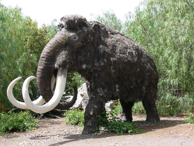 Mamut srstnat