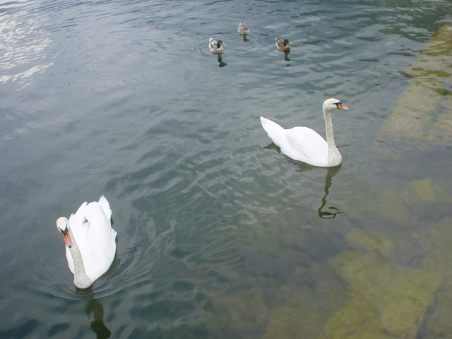 Labut na Hallsttter See