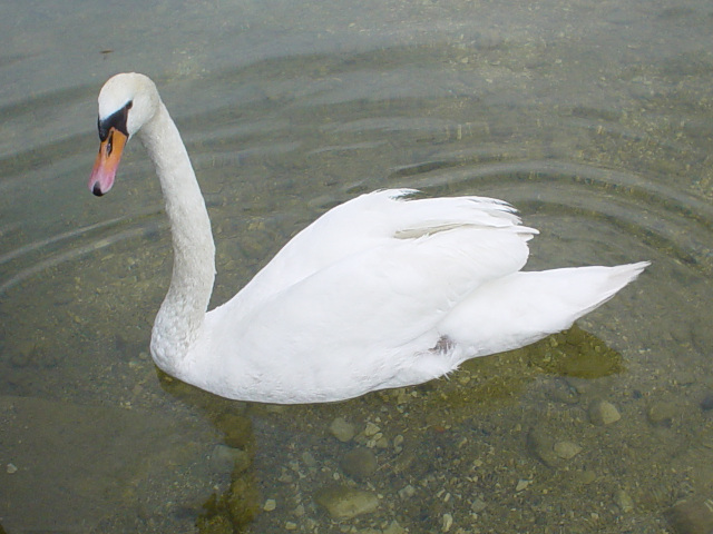 Labu na Hallsttter See