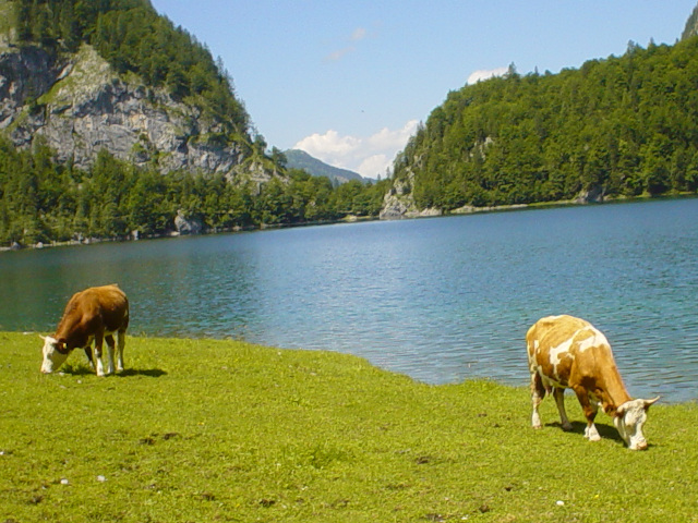 Krvy u Hinterer Gosausee