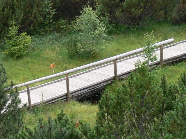  Lake Bog