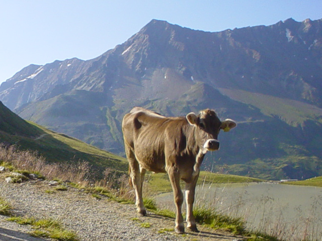 Kráva a Mittagskogel (3162 m)
