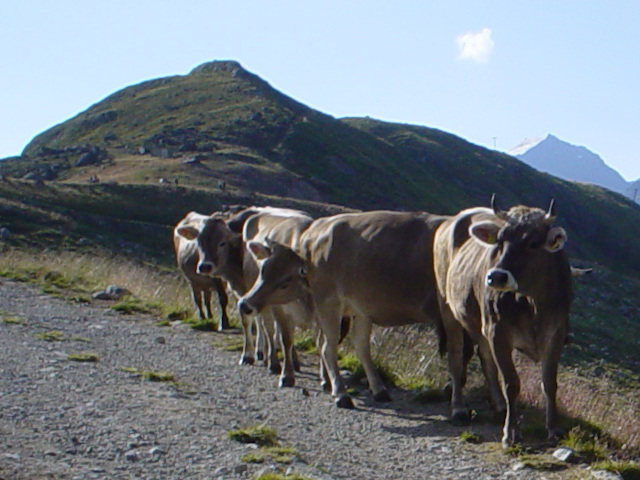 Krávy na Offenbacher Höhenweg