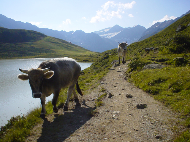 Krvy na Rifflsee Rundwanderweg