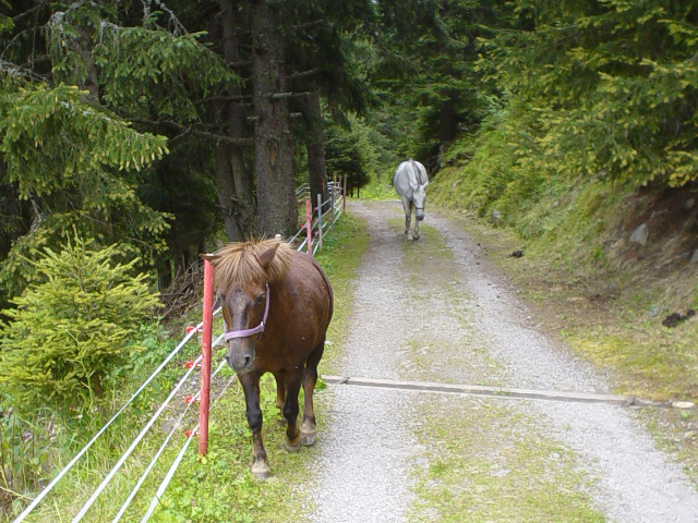 Koně na cestě