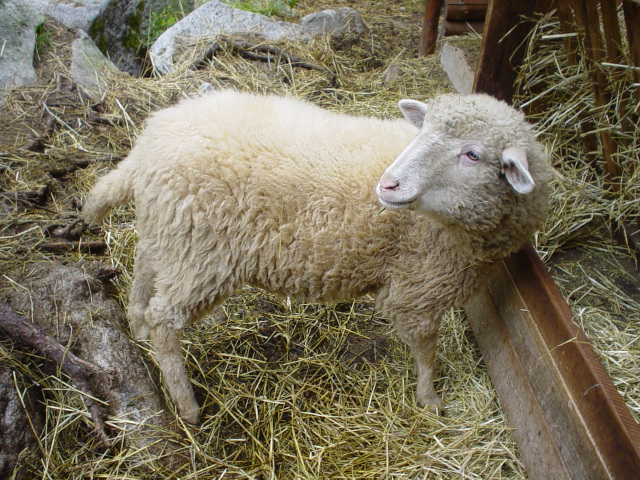 Ötzi-Dorf, ovce