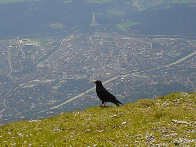 Kave lutozob a Innsbruck