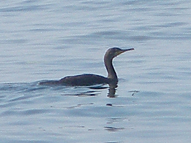 Volavka