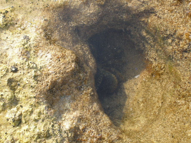 Krab v de