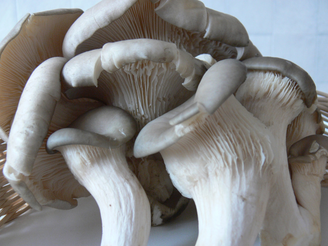 Oyster mushroom