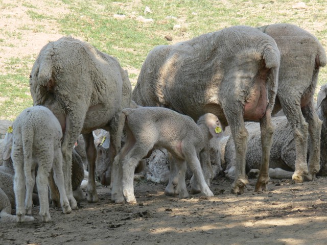 Ovce na ekofarmě