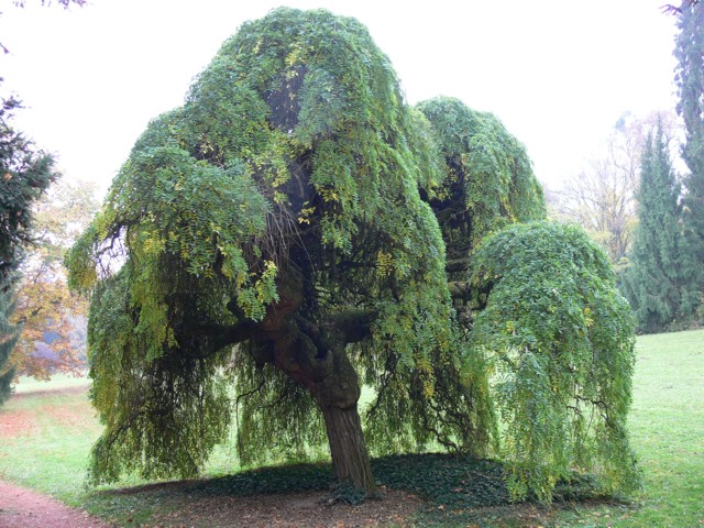 Strom v parku