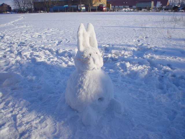 Snow Hare