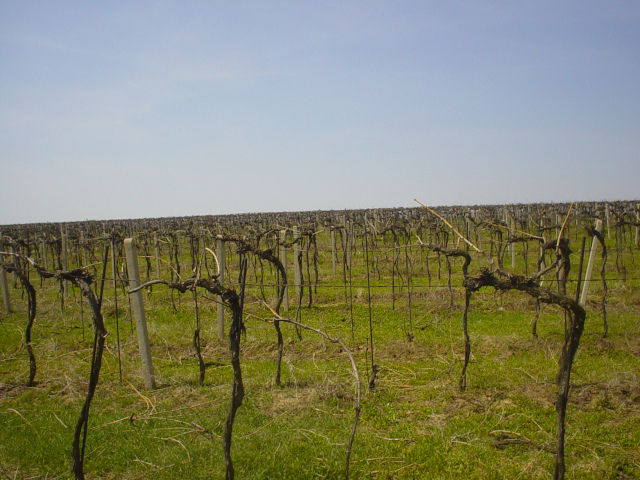 Kyjov Vineyards