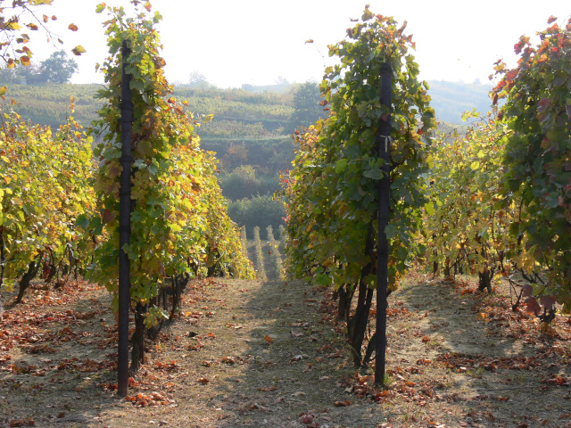 Slovcko Vineyards