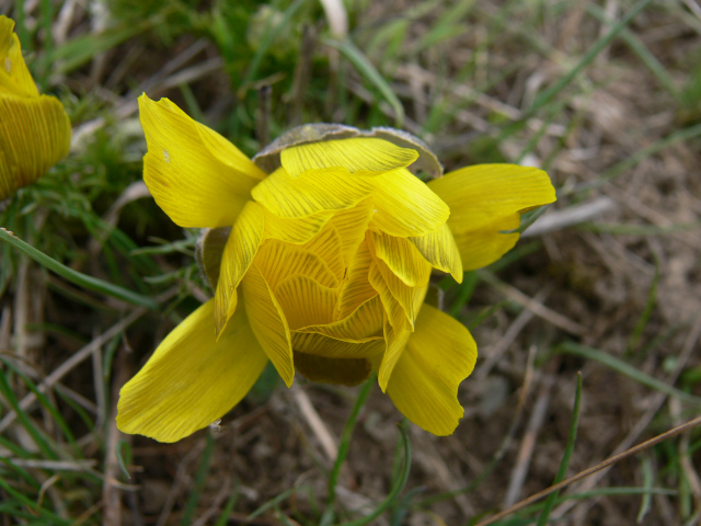 Spring Pheasants Eye in vy