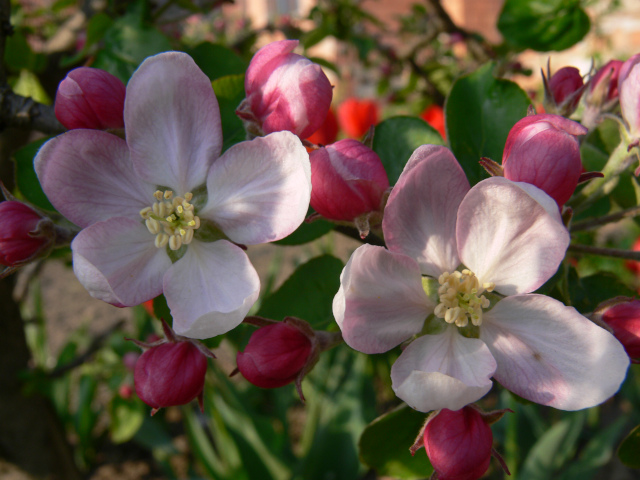 Blossoming trees in the garden