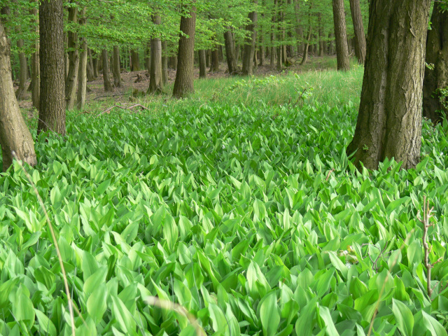 Lily of the valley in ernn Grove