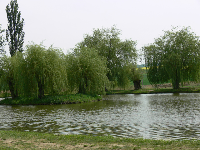 Buovice Ponds