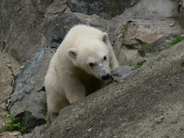 Polar bear cub