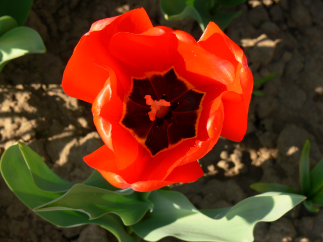 Tulip in the garden