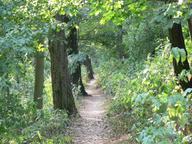 Kalvrie Forest Park