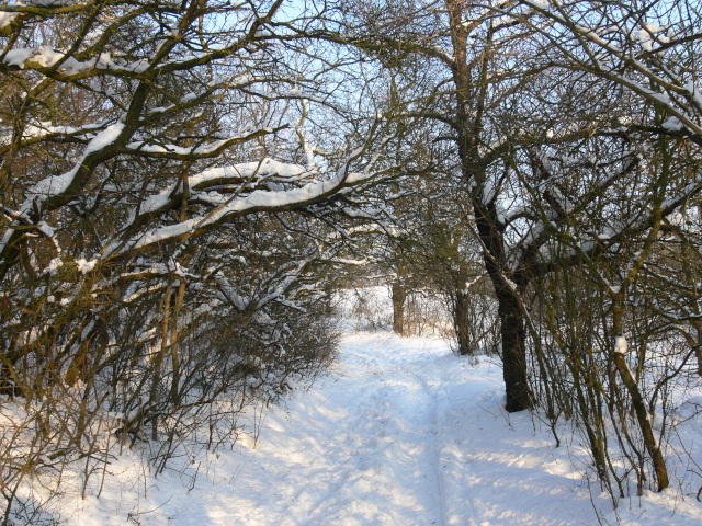 Winter in Buovice