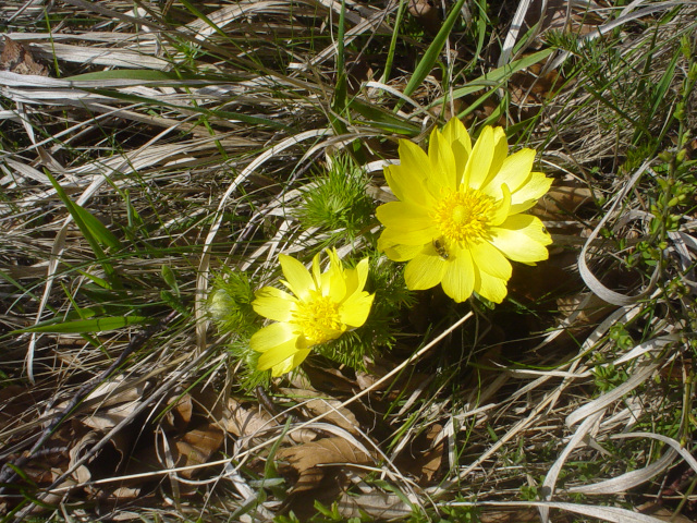 Spring Pheasants Eye in vy