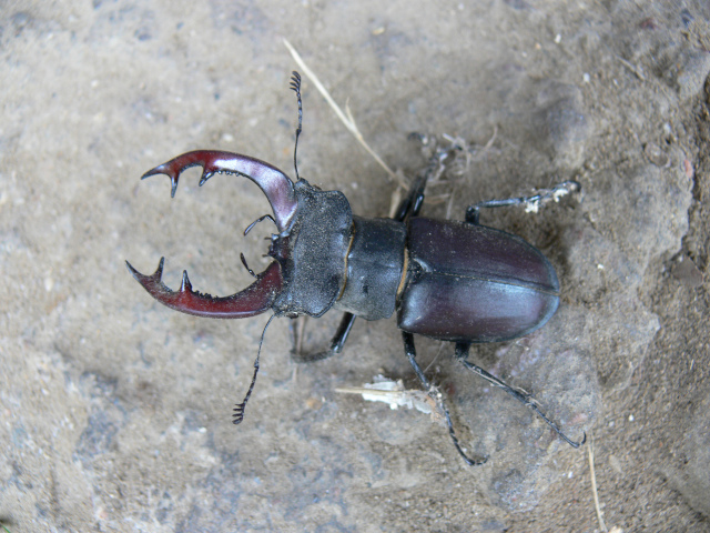 Stag Beetle