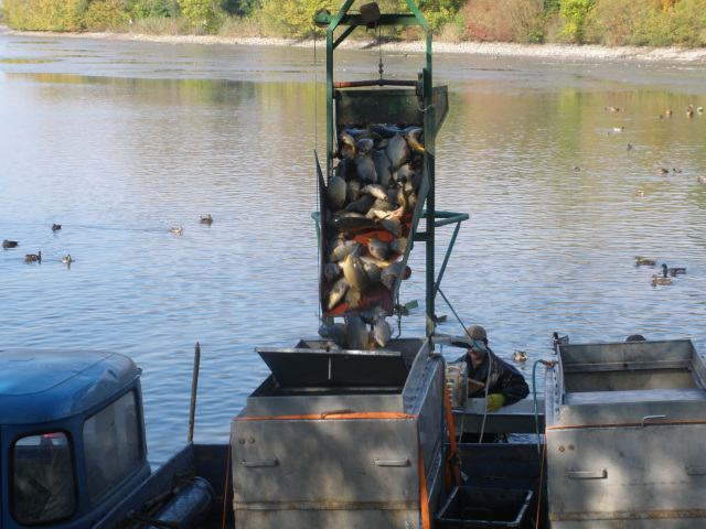 The fish harvest at Hradeck Pond