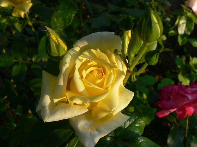 Roses in the Garden