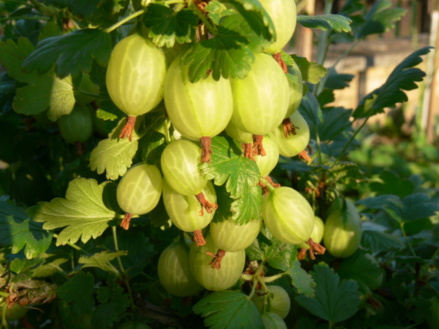 Gooseberry in the Garden