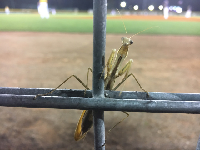 European mantis