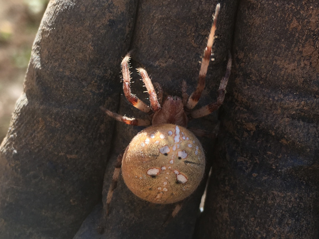 Four-spot orb-weaver