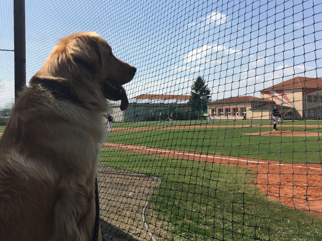 Baseball v Buovicch